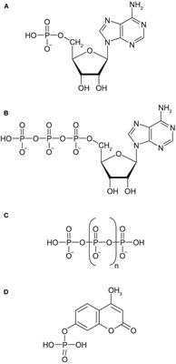 Dissolved Organic Phosphorus Utilization by Phytoplankton Reveals Preferential Degradation of Polyphosphates Over Phosphomonoesters